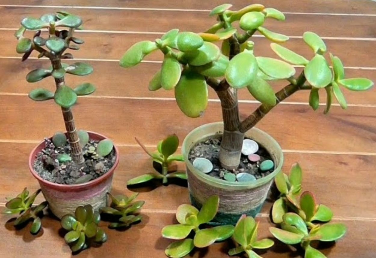 Пересаживание толстянки