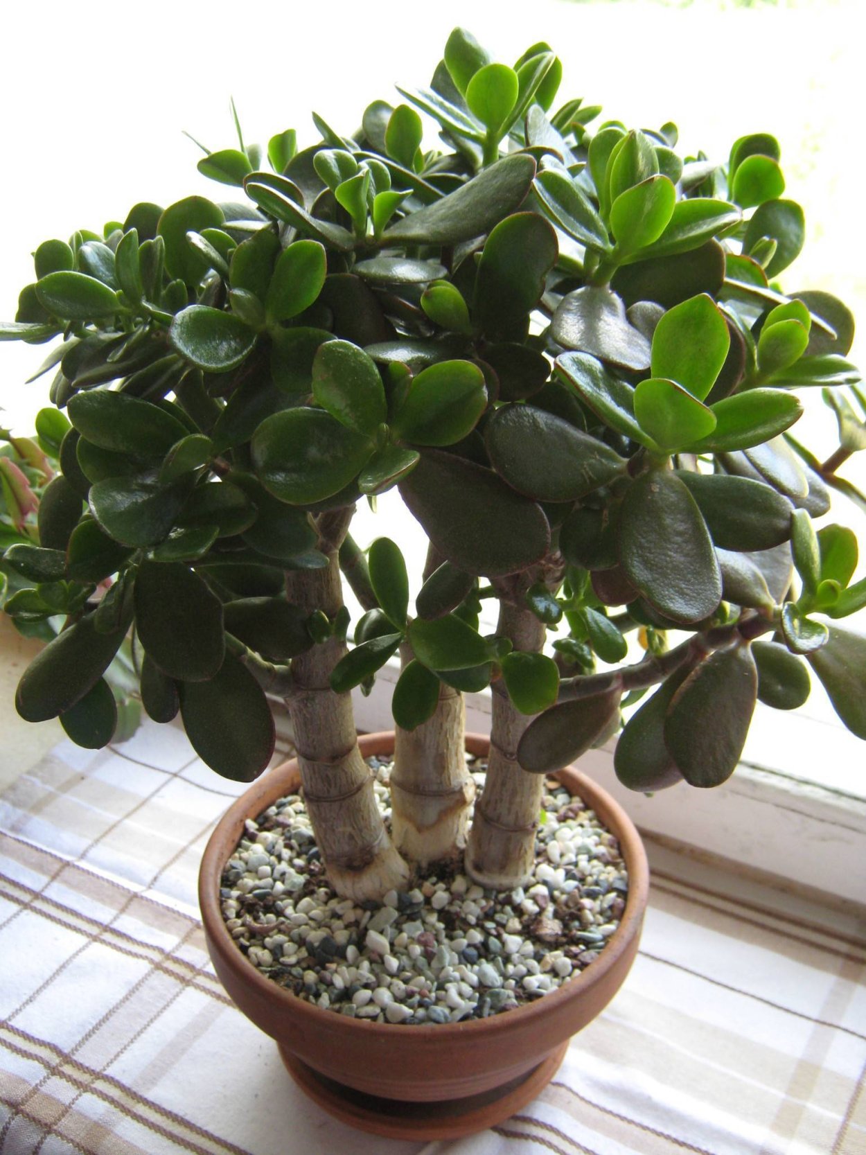 Крассула Цветущая