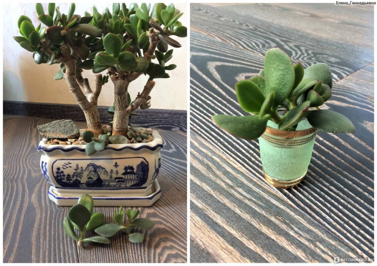 Крассула дерево