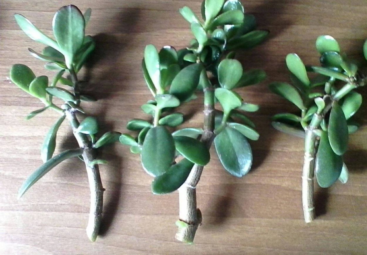 Толстянка живое дерево