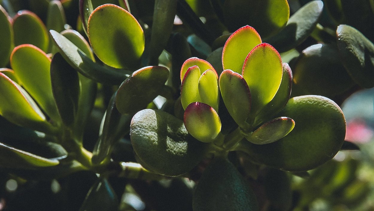 Толстянка денежное дерево