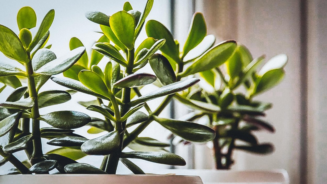 Толстянка денежное дерево