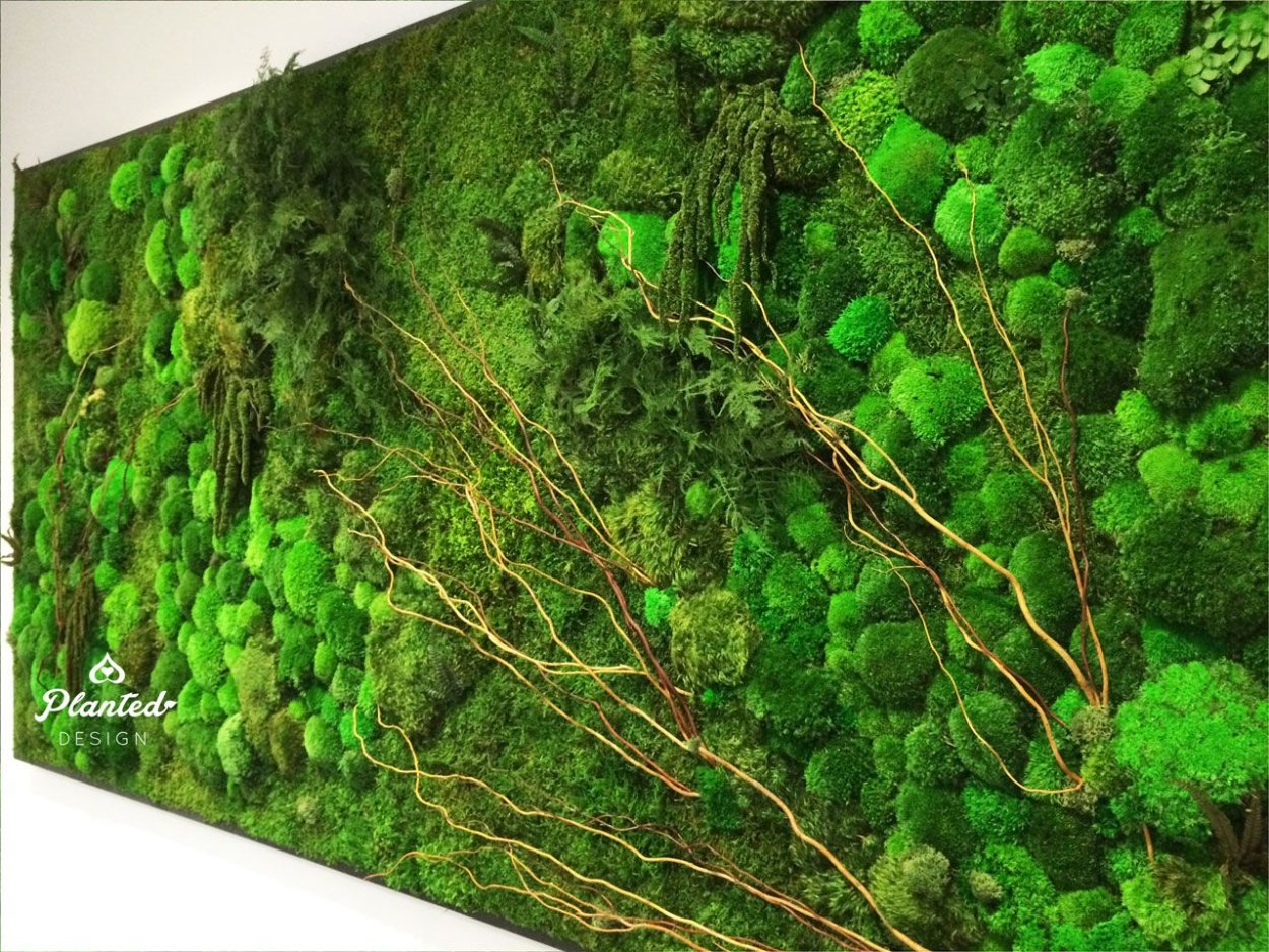 Фотопанно из стабилизированного мха