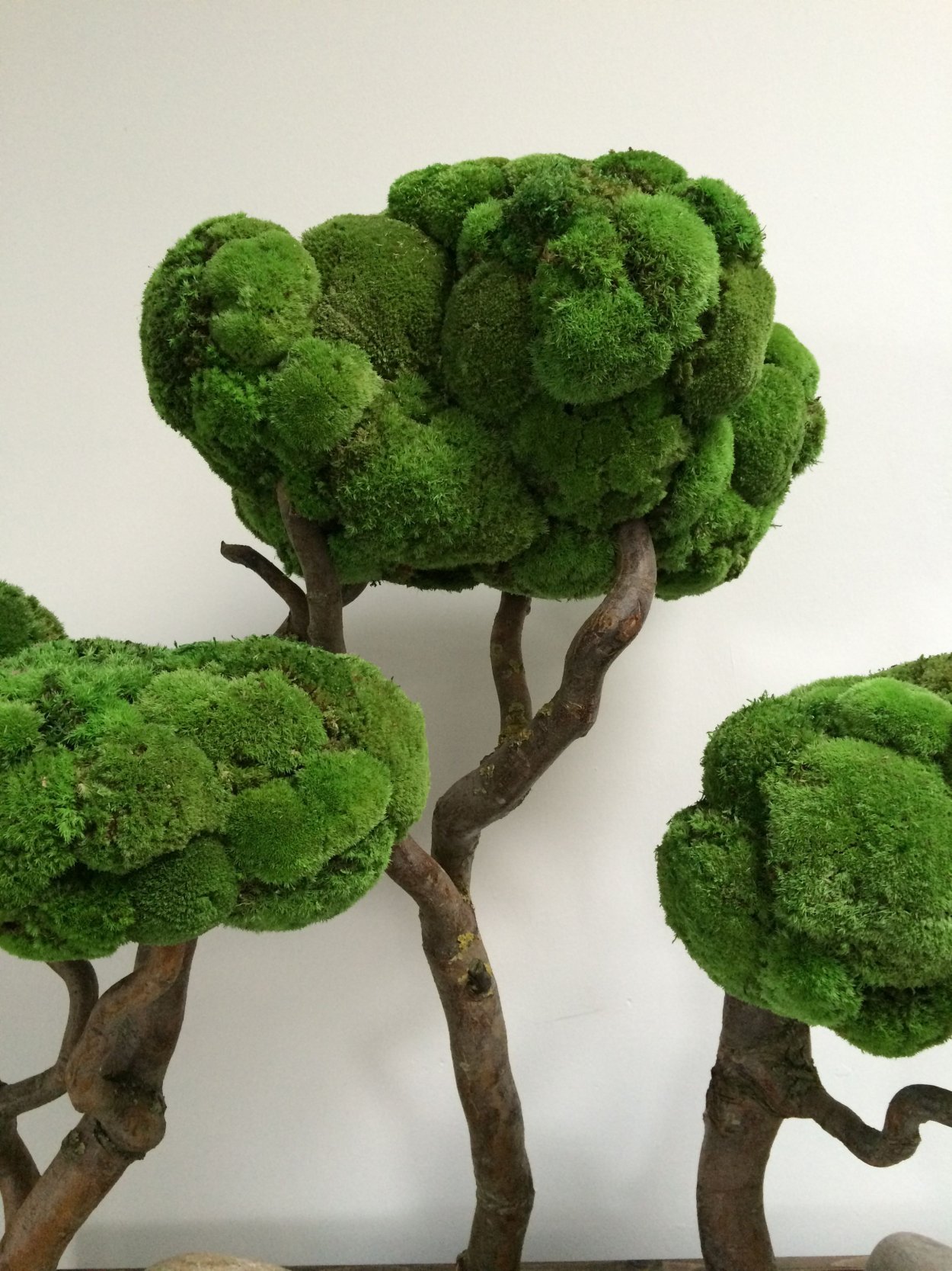 Бонсай ягель