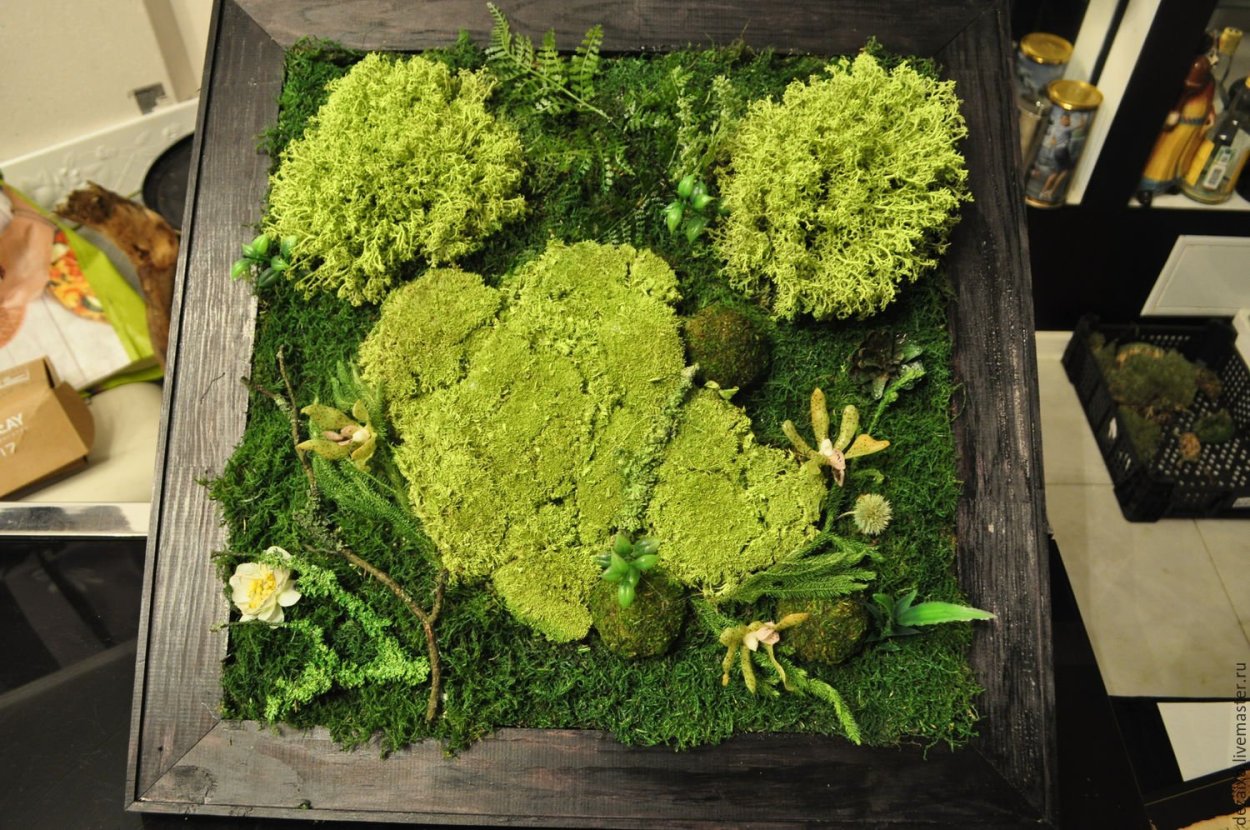 Фитокартина из стабилизированного мха
