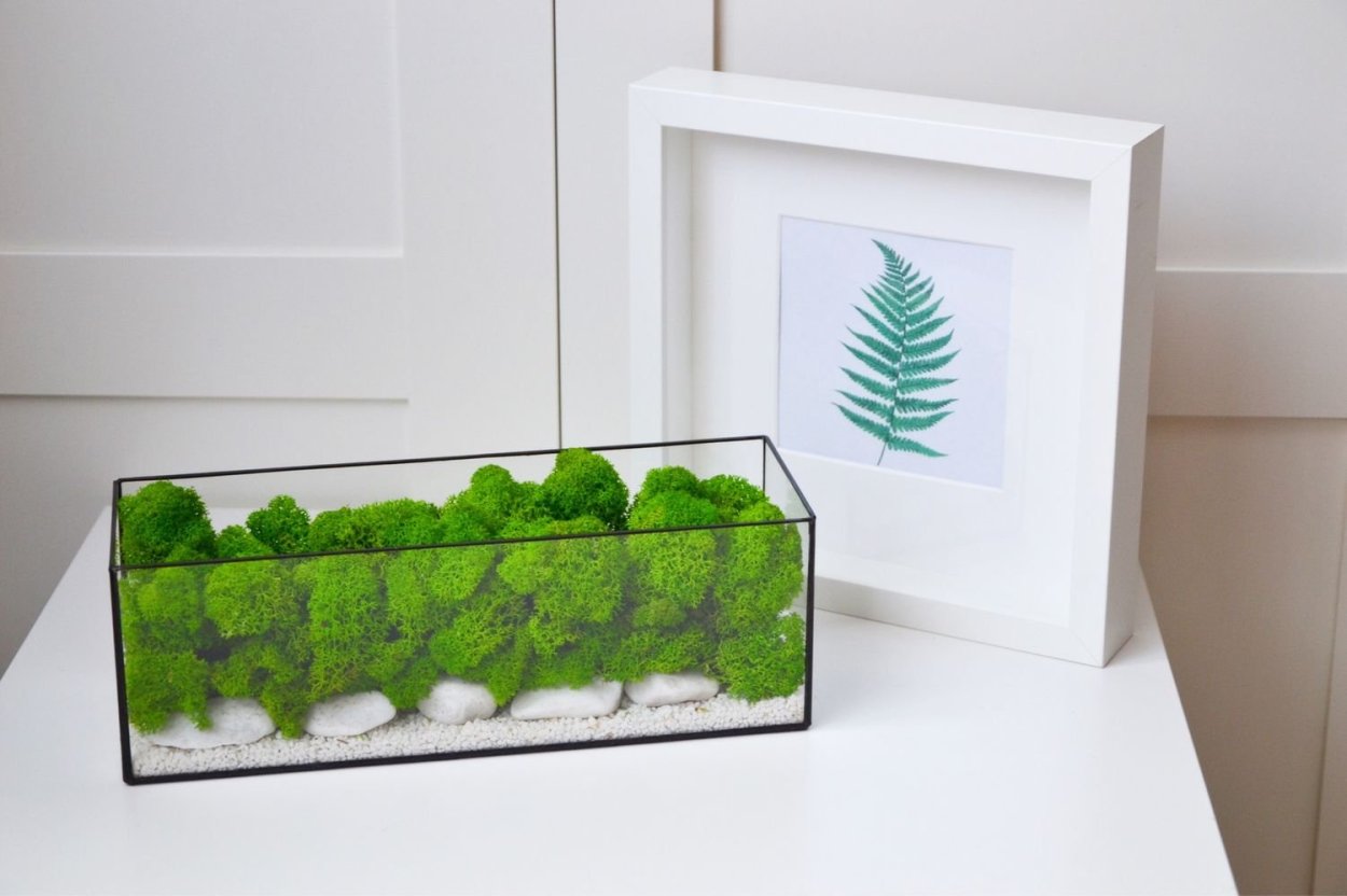 Моссариум мох