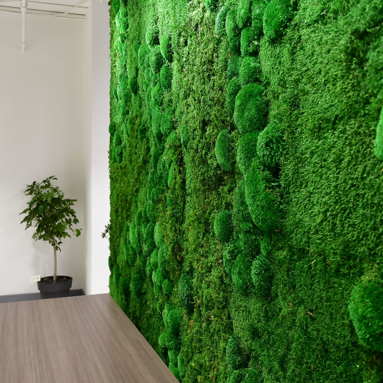 Мох ягель стабилизированный