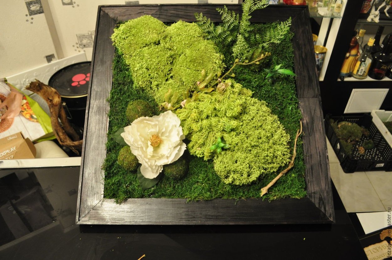 Фитокартина из стабилизированного мха