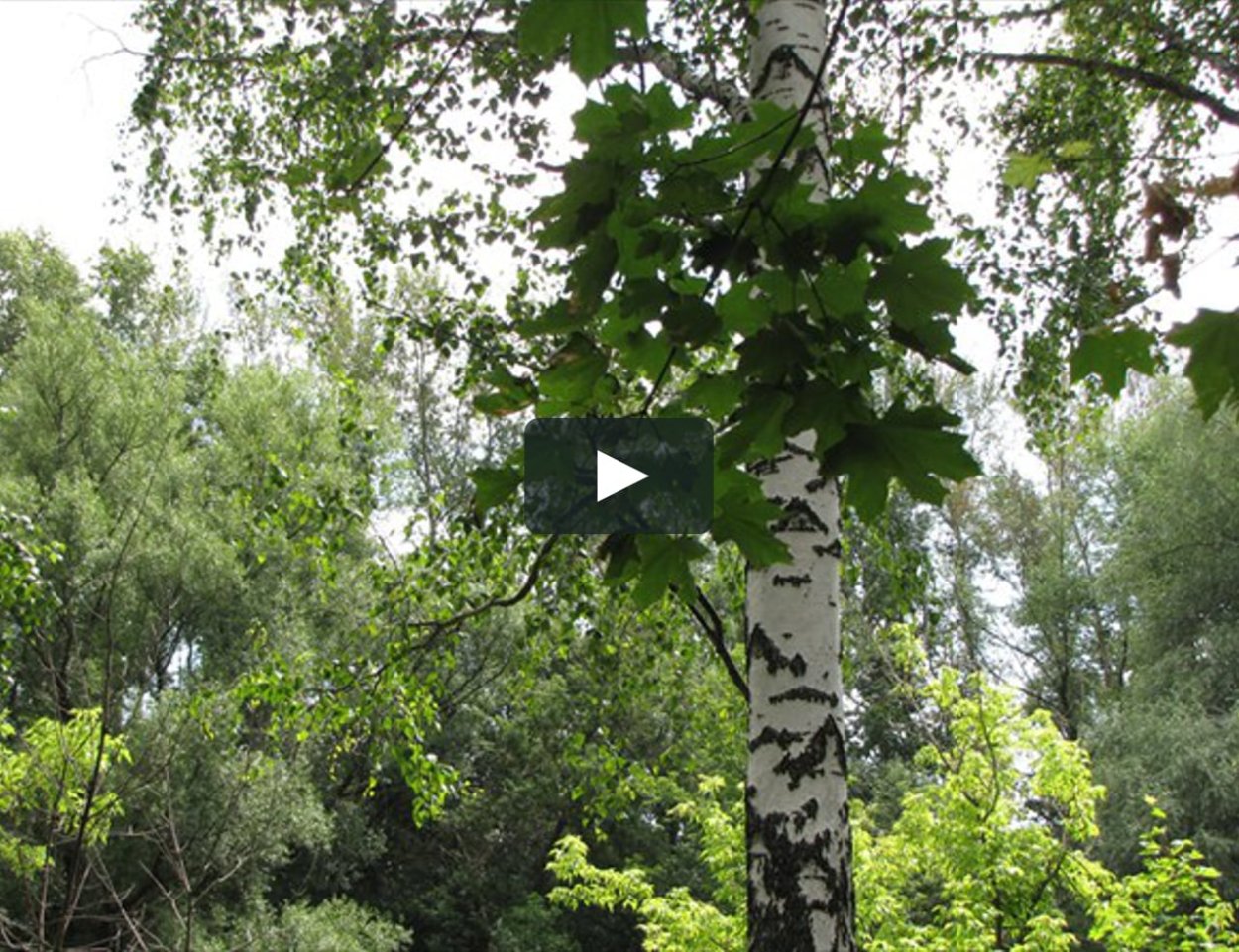 Белый клен белый клен белая береза