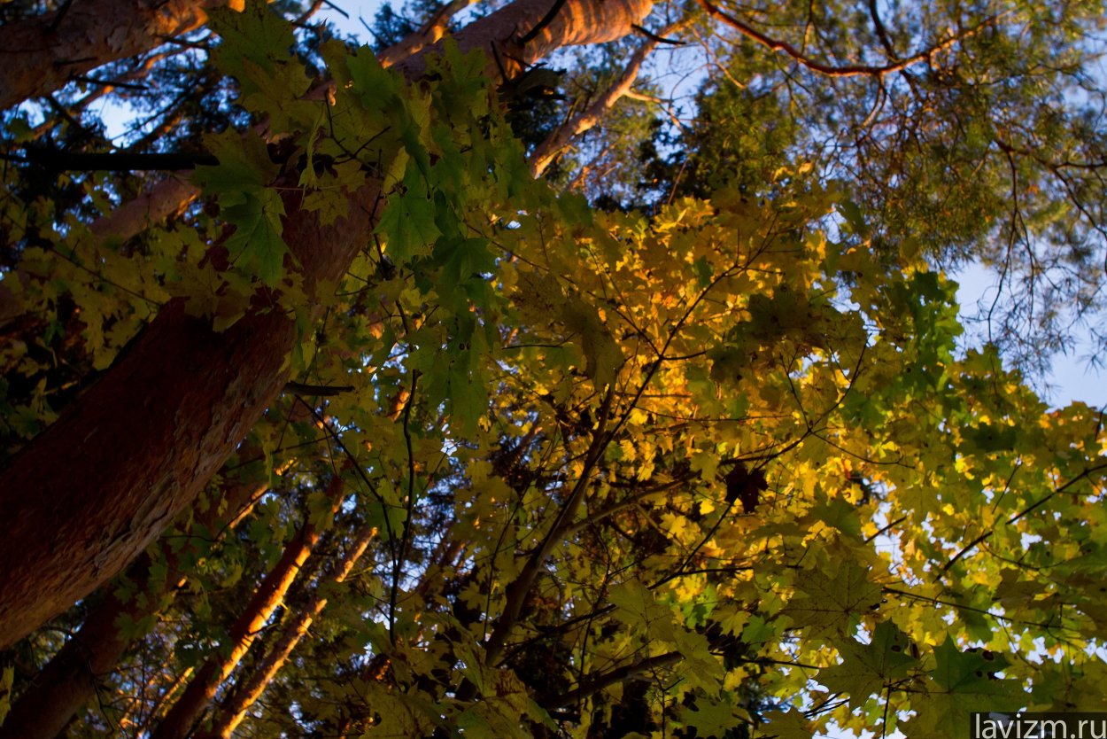 Сосна и клен