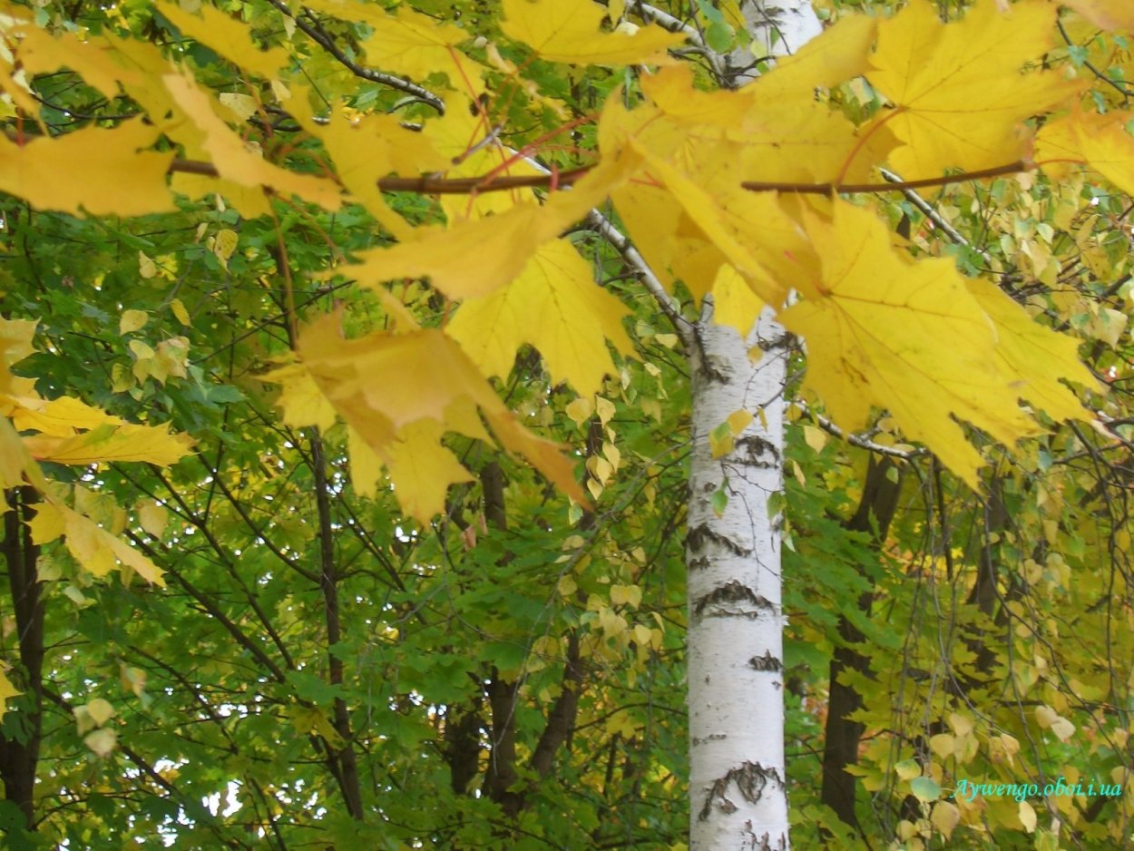 Береза и клен