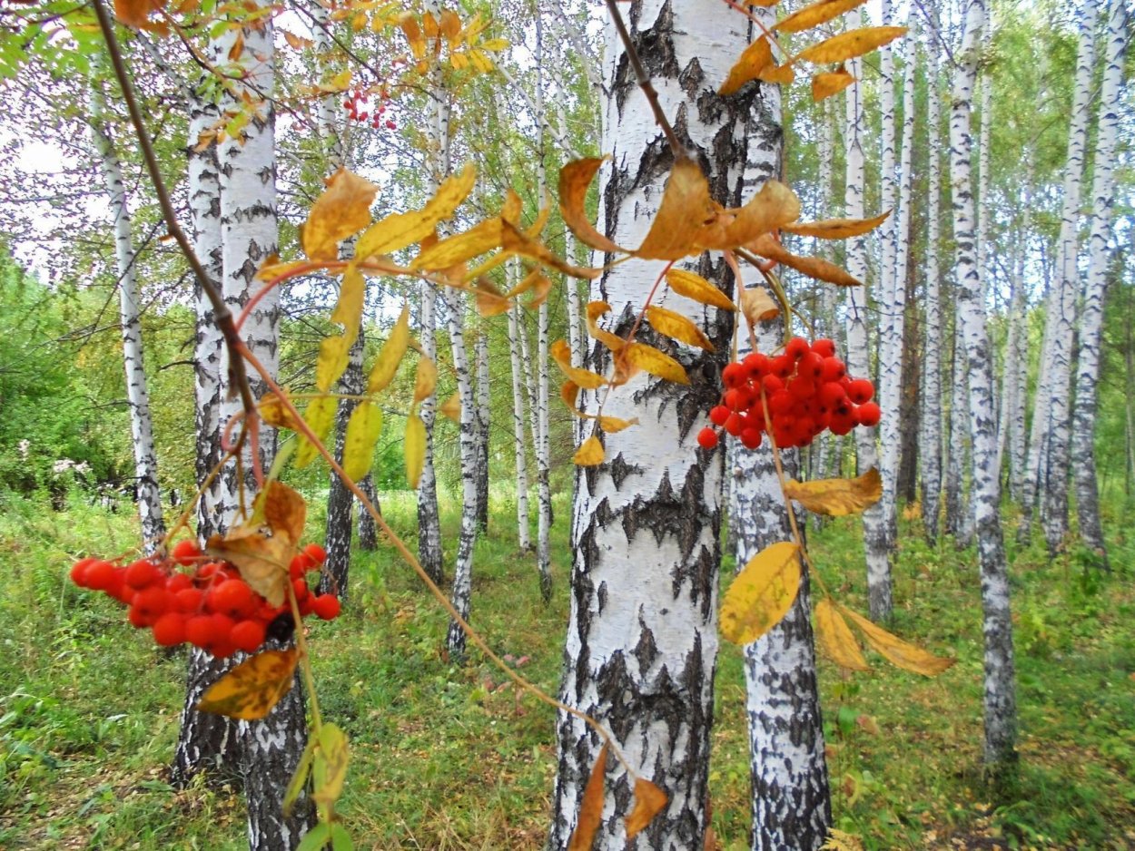 Береза и рябина