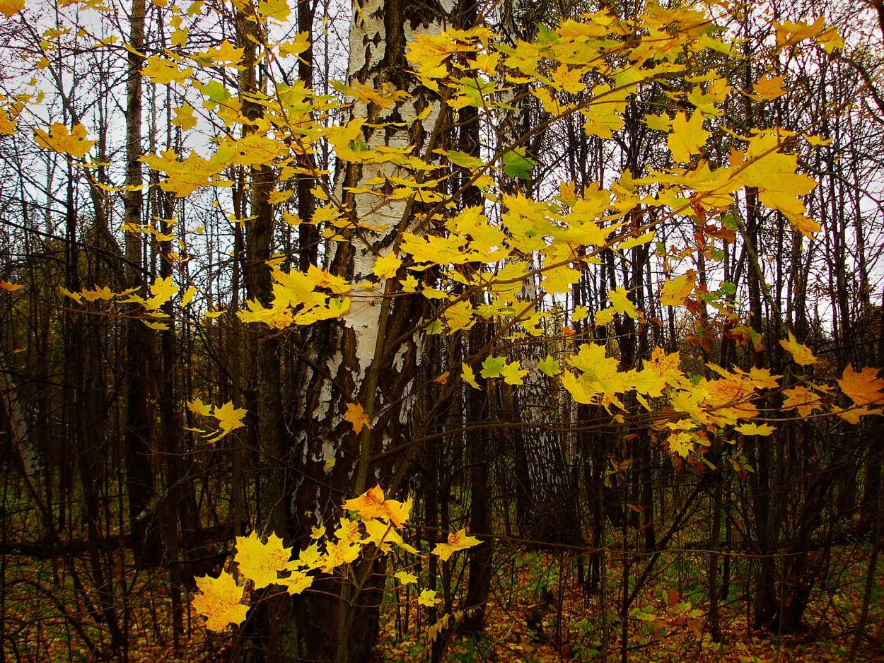 Березы и клены осенью