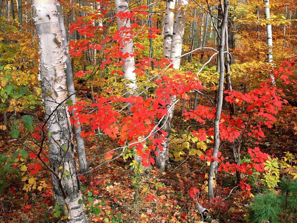 Клен и клен Вермонт