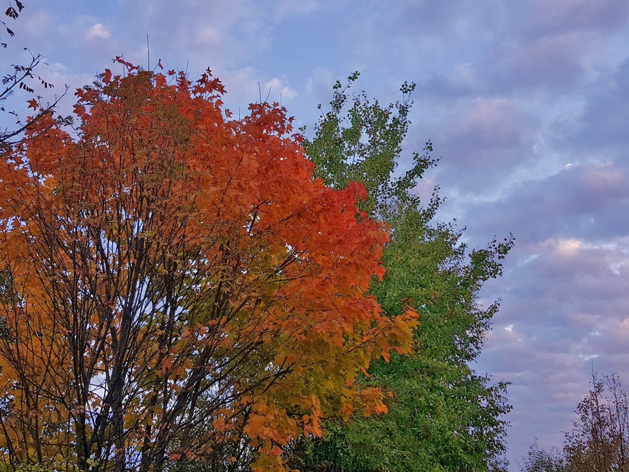 Березы и клены осенью