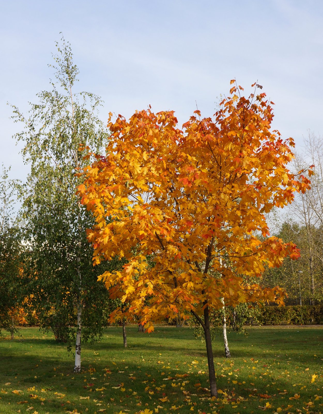 Осина дерево клен дерево