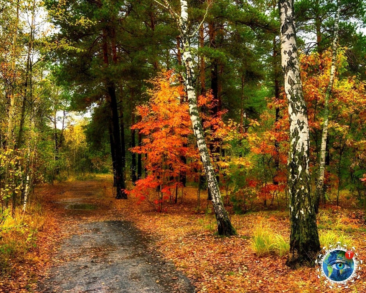 Бор осенний лес Нижегородская область