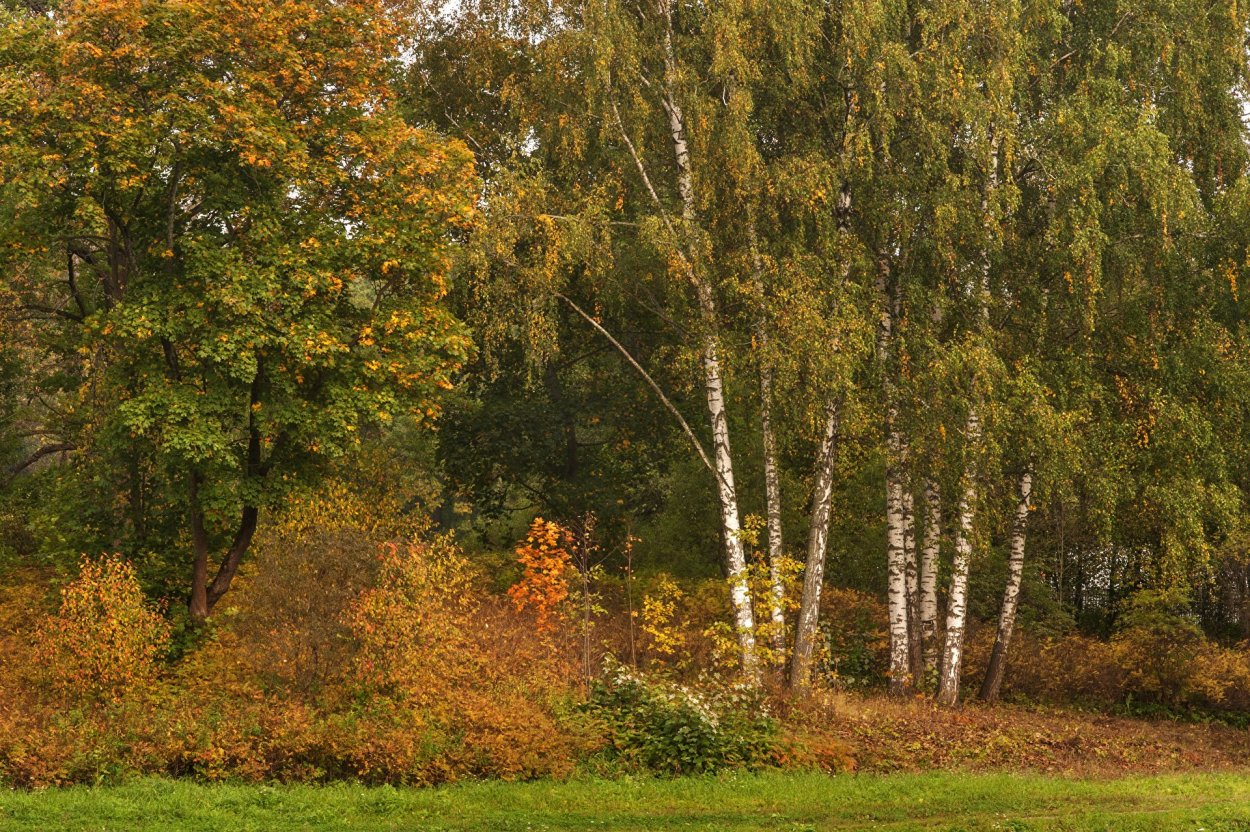 Смешанные леса РФ леса Питер