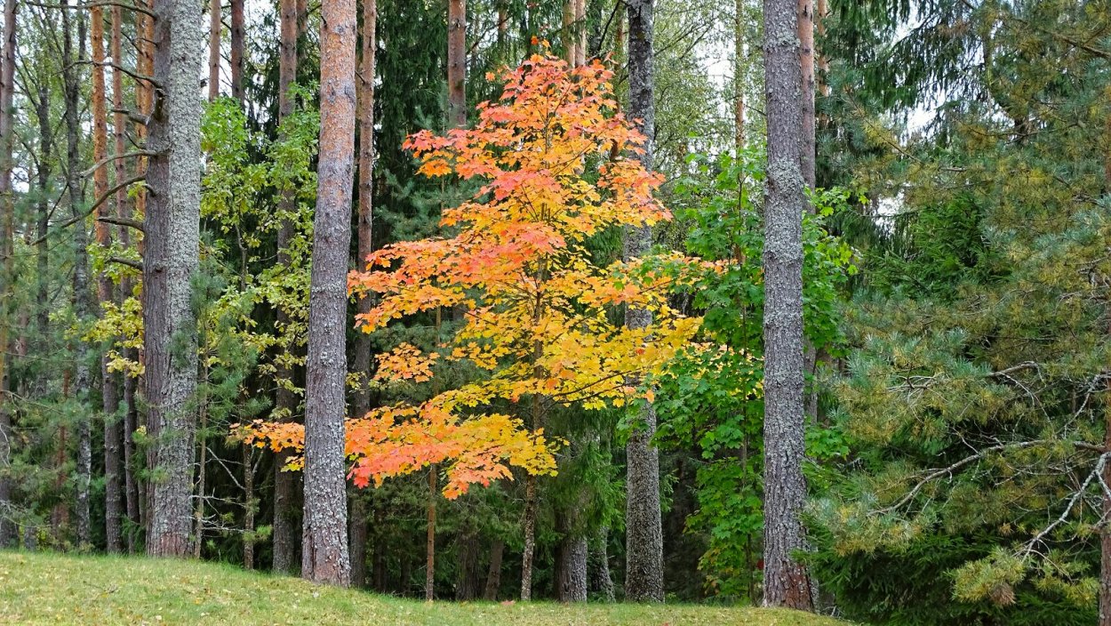 Клен остролистный среди сосен