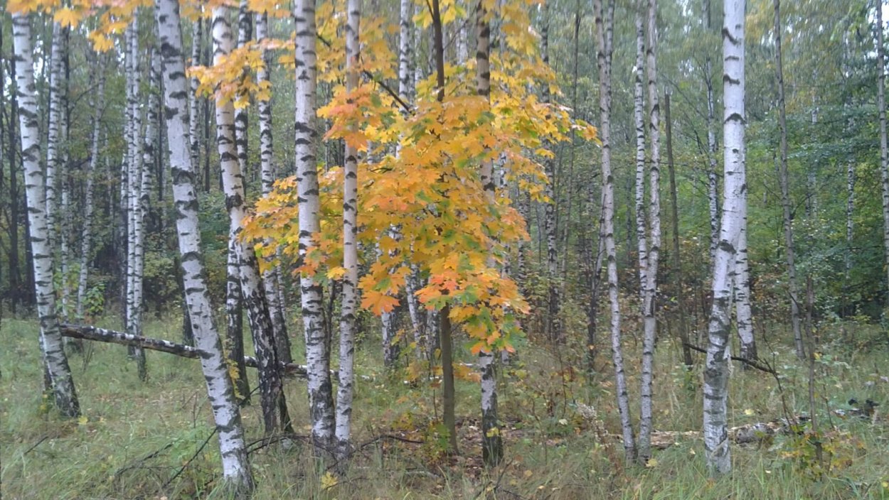 Природа верхняя Пышма лес осина