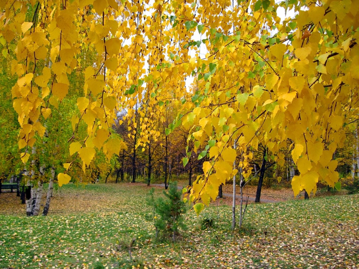 Береза ранней осенью и поздней