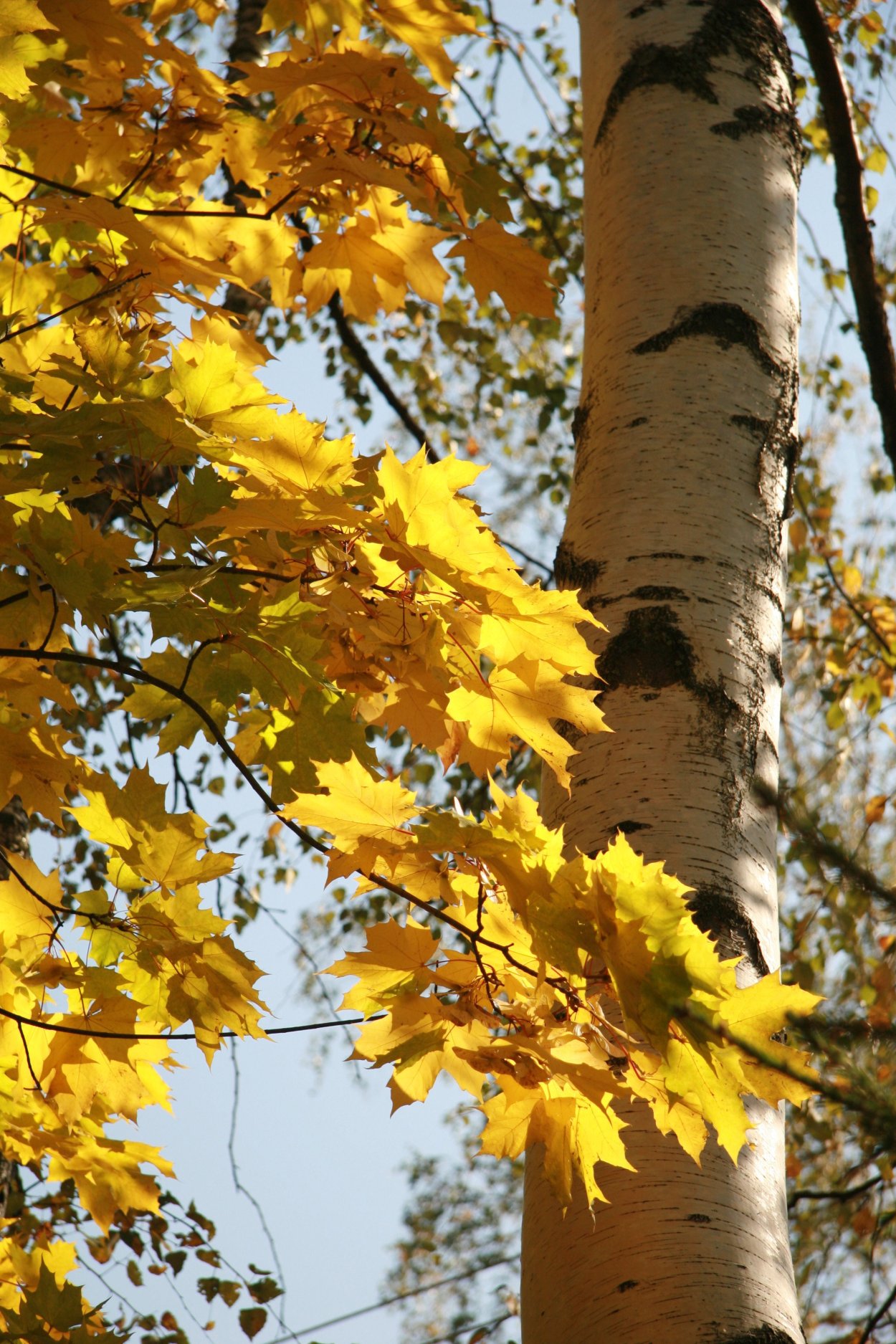 Осень клены березы