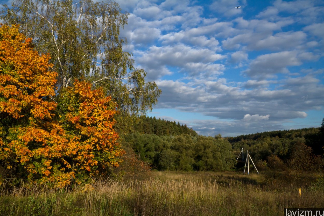 Березы и клены осенью