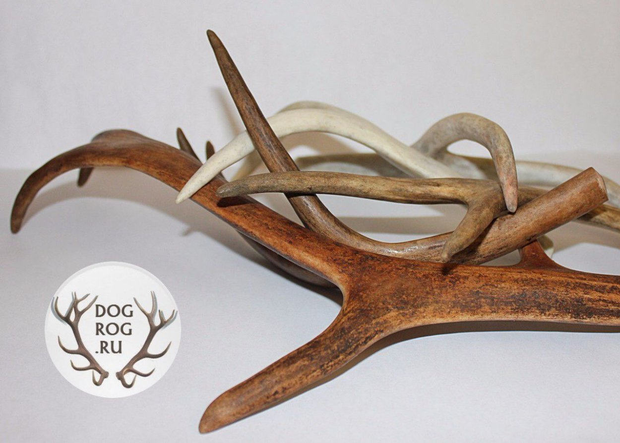 Плацентуриум папоротни