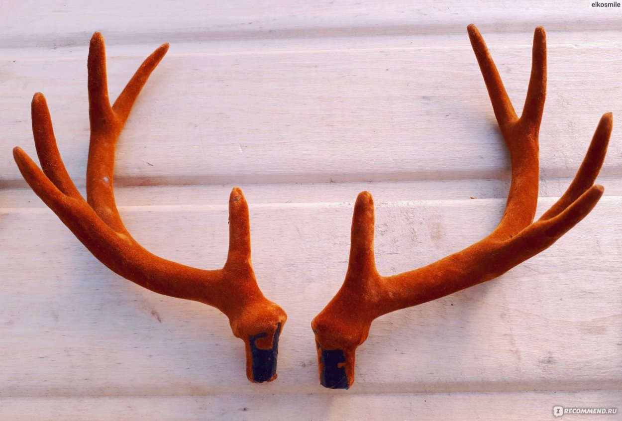 Каланхоэ Оленьи рожки разновидности