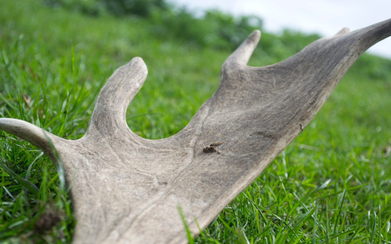 Оленьи рога