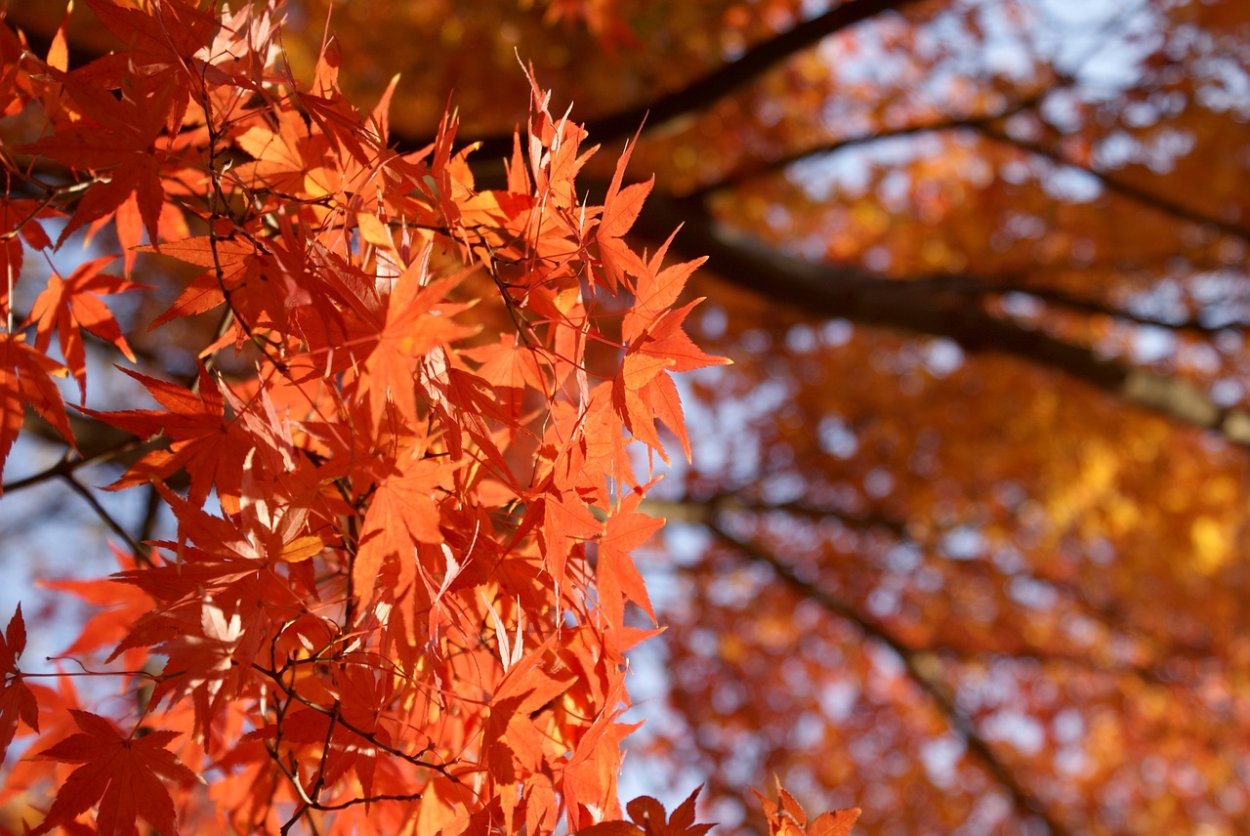 Is Japanese Maple threatened?