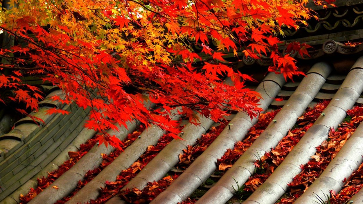 Клен autumn Radiance