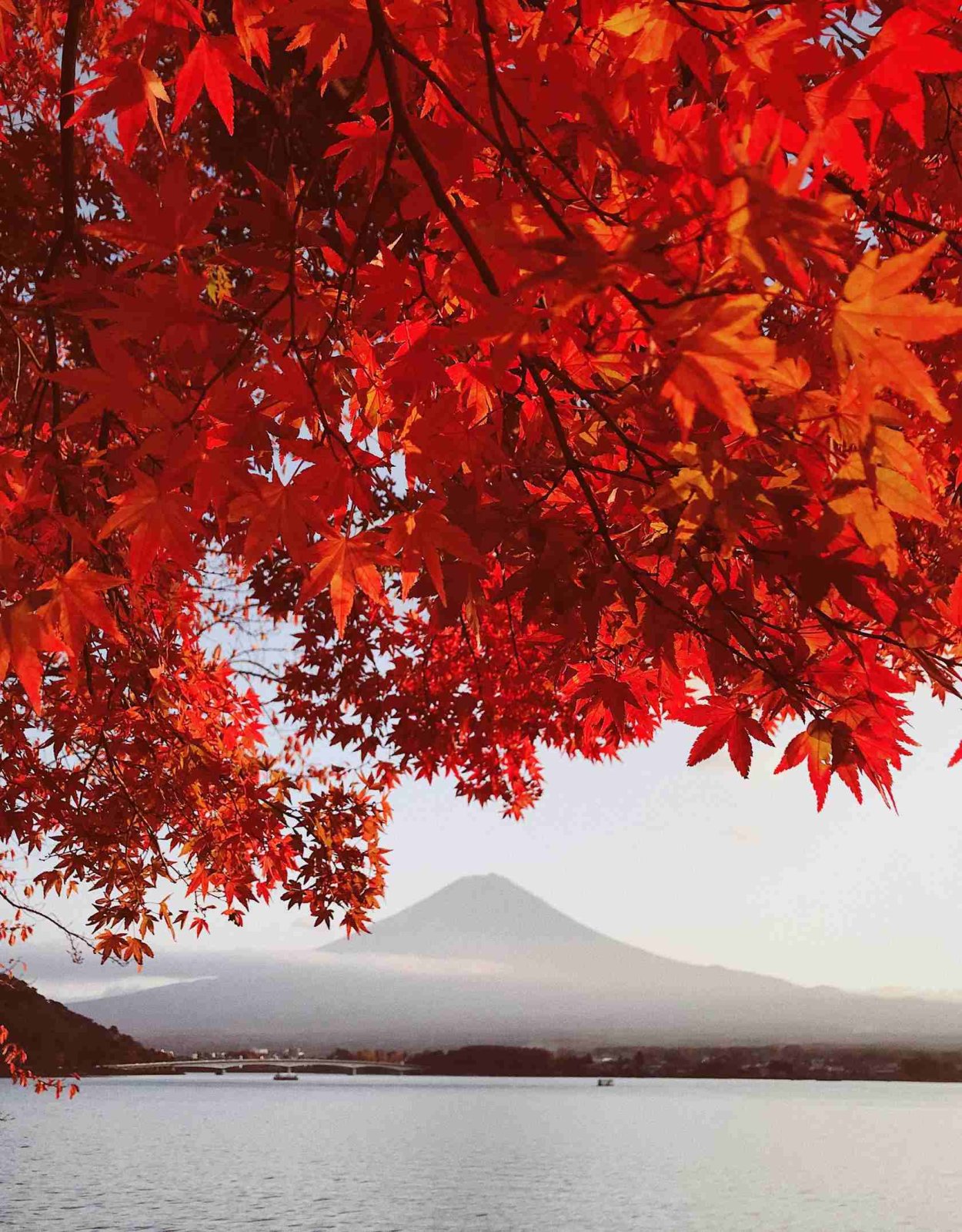 Клен Момидзи