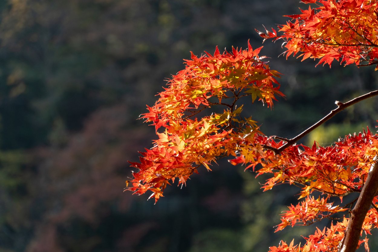 Японский клен Япония