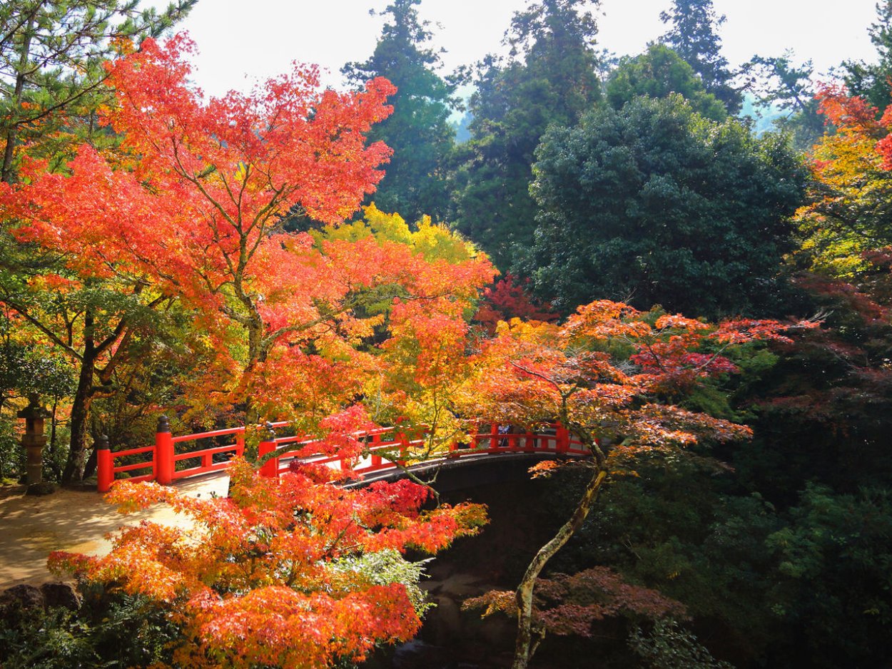 Снежная осень