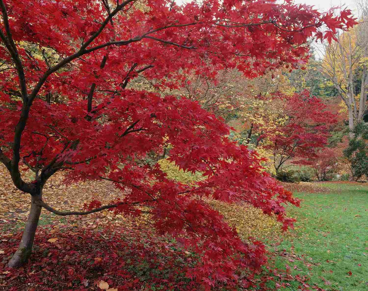 Японский клен дерево