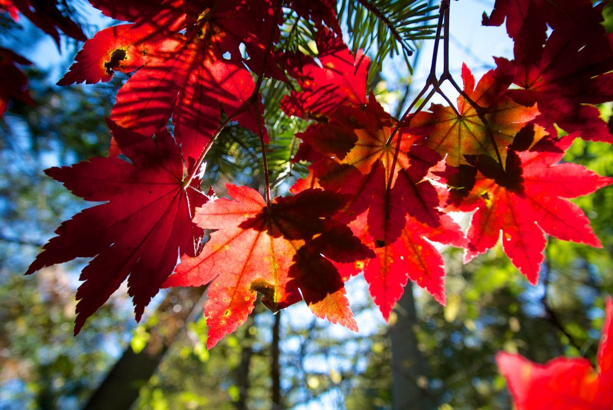 Acer shirasawanum Jordan