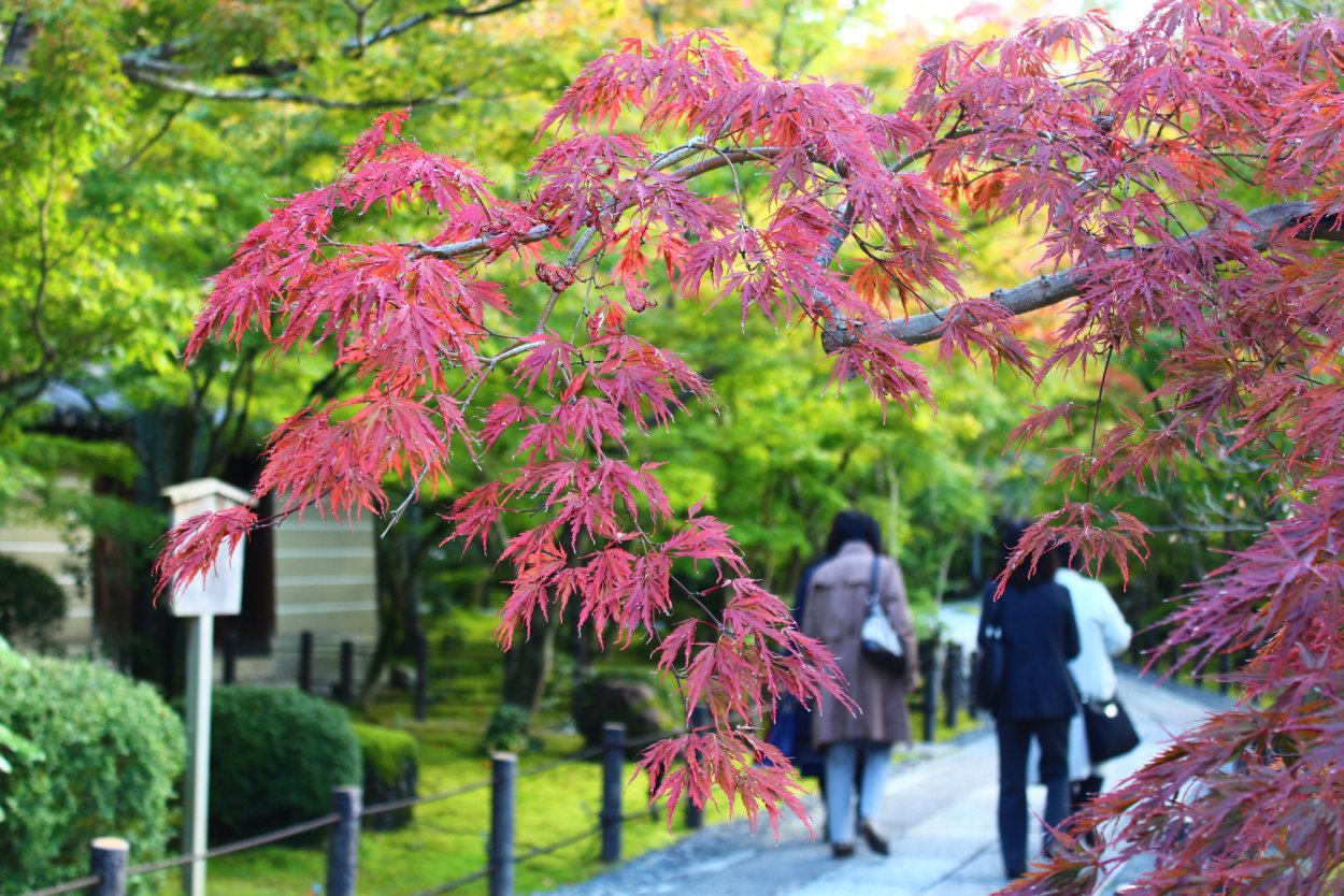 Фудзияма красный клен