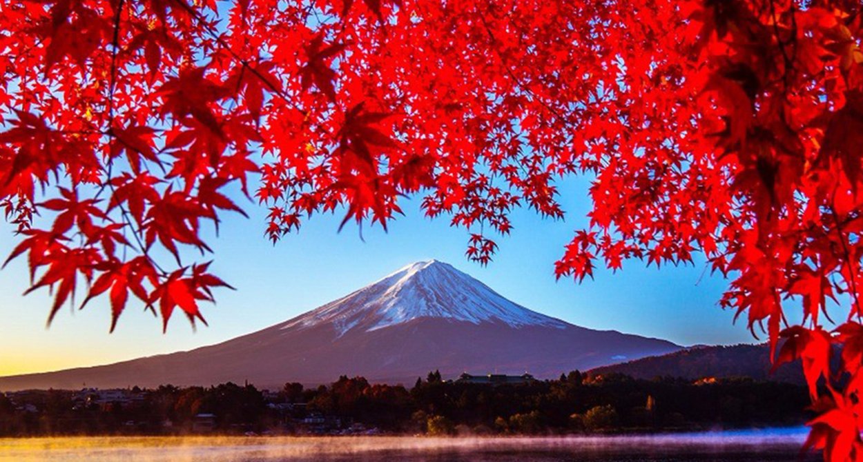 Багровый клен