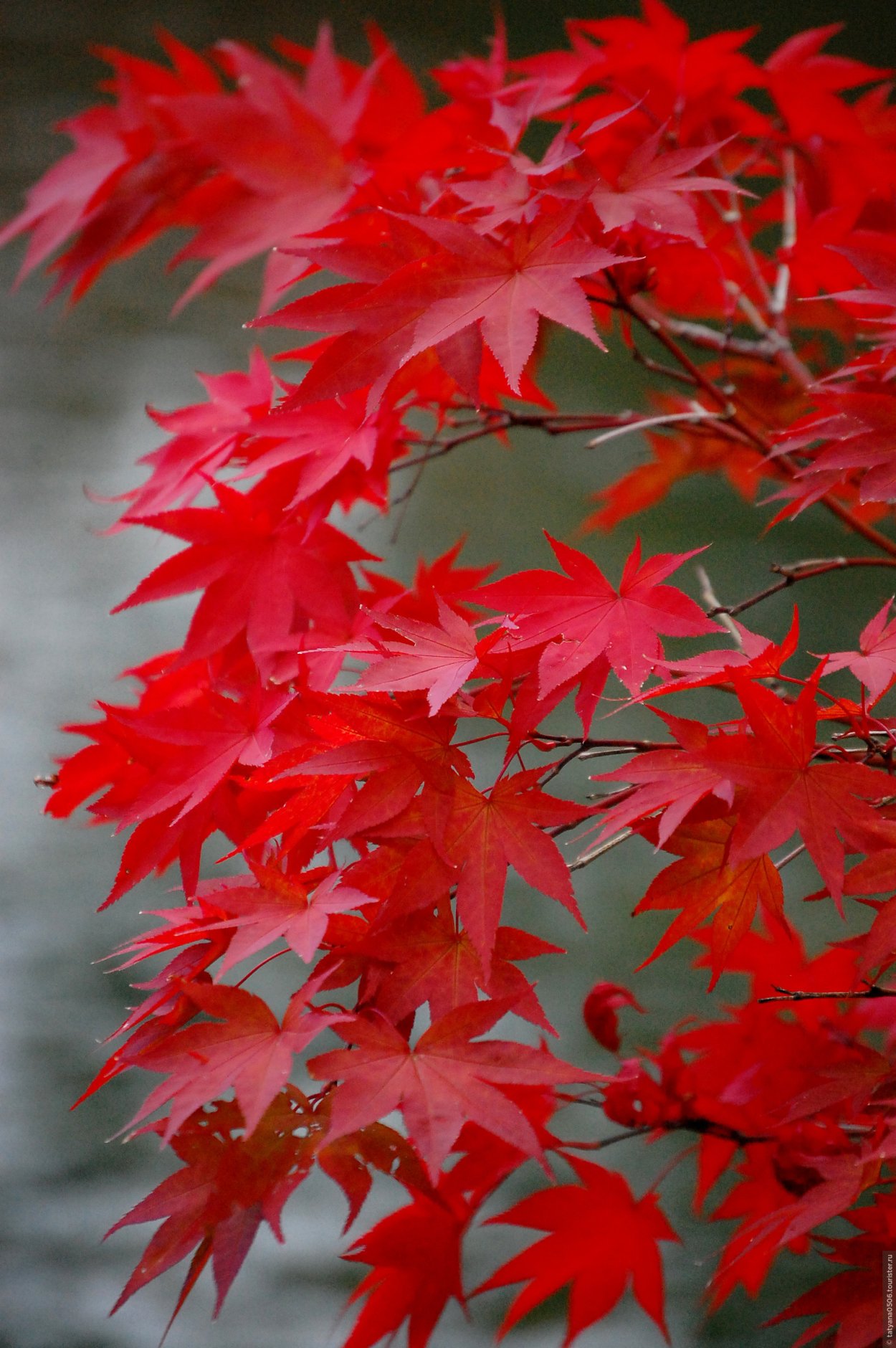 Клён японский