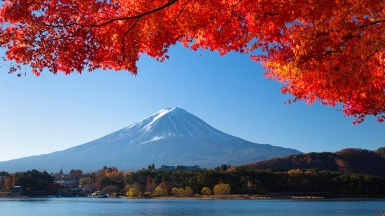 Японские клены Момидзи