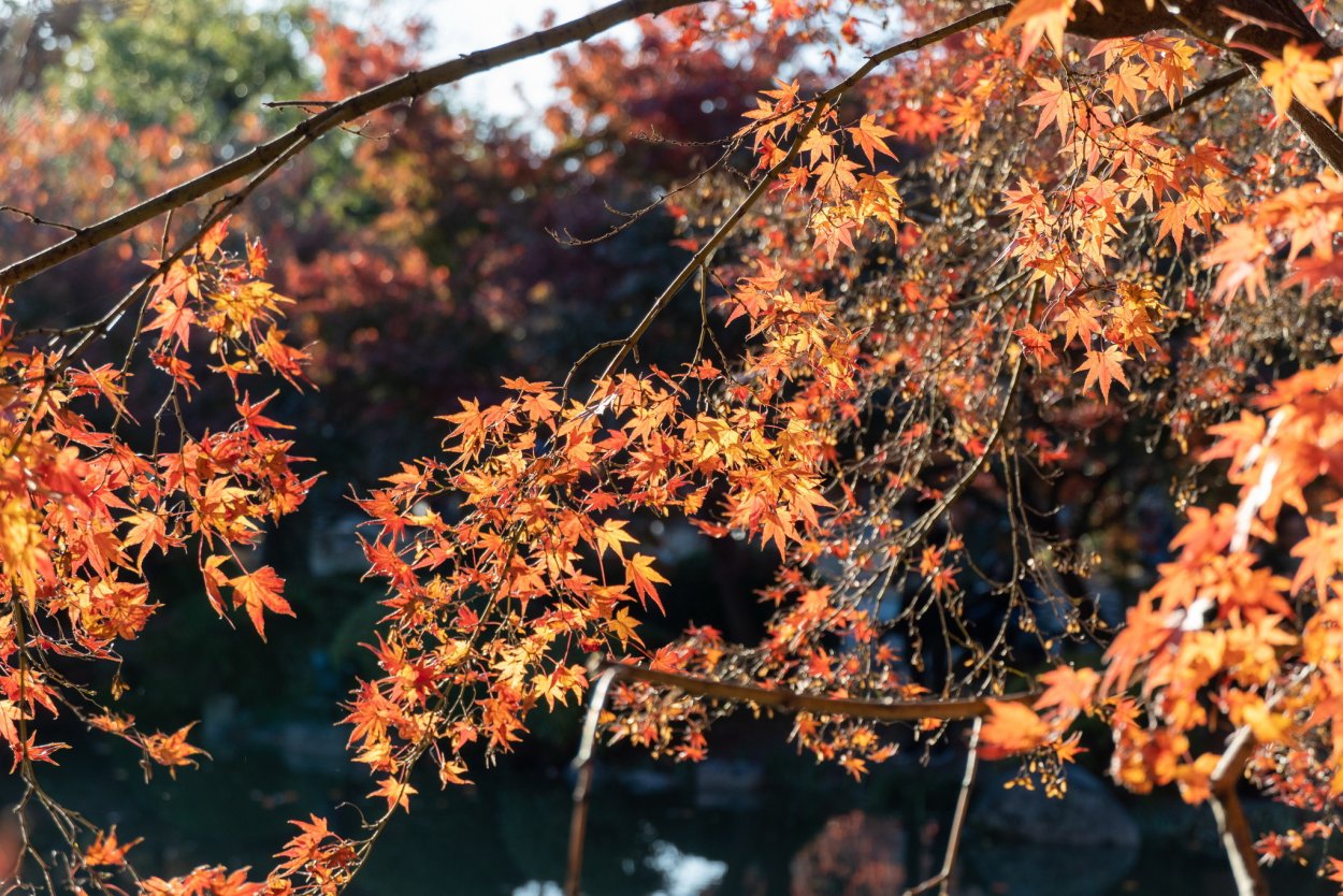 Клен Момидзи лист