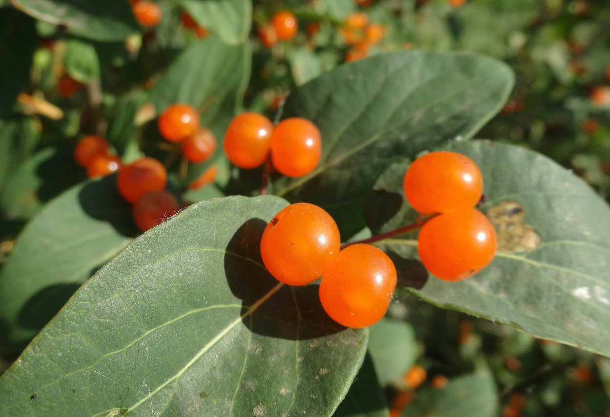 Жимолость оранжевая