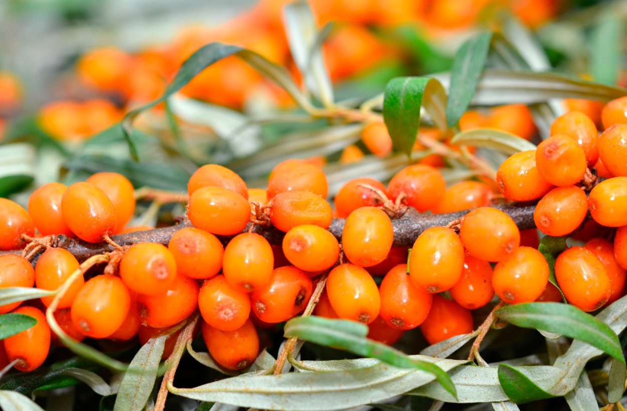 Облепиха Шахерезада