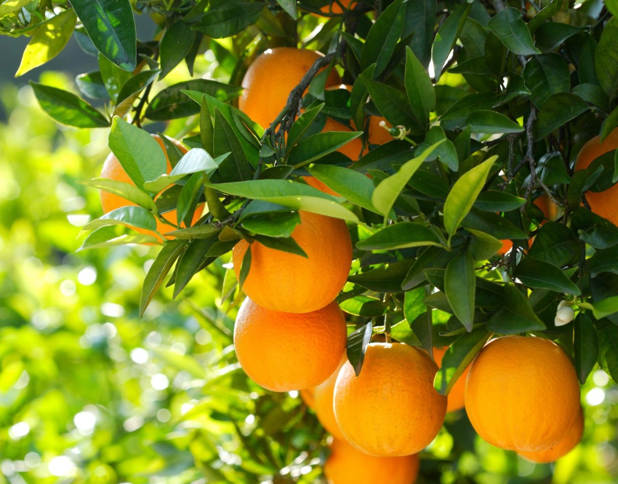 Обои для рабочего стола 1920х1080 высокого качества мандарины деревья