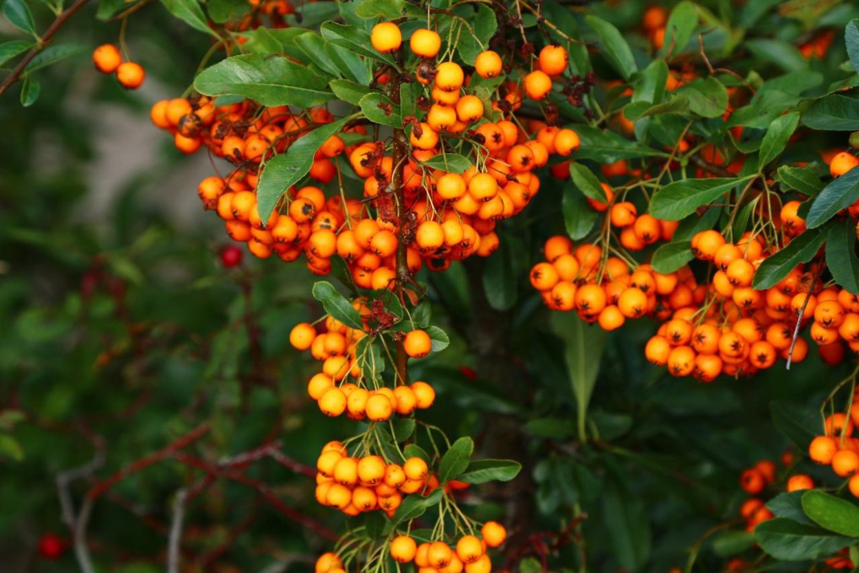 Паслен ягода оранжевый куст