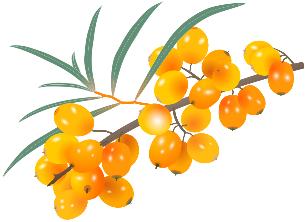 Ветка облепихи вектор