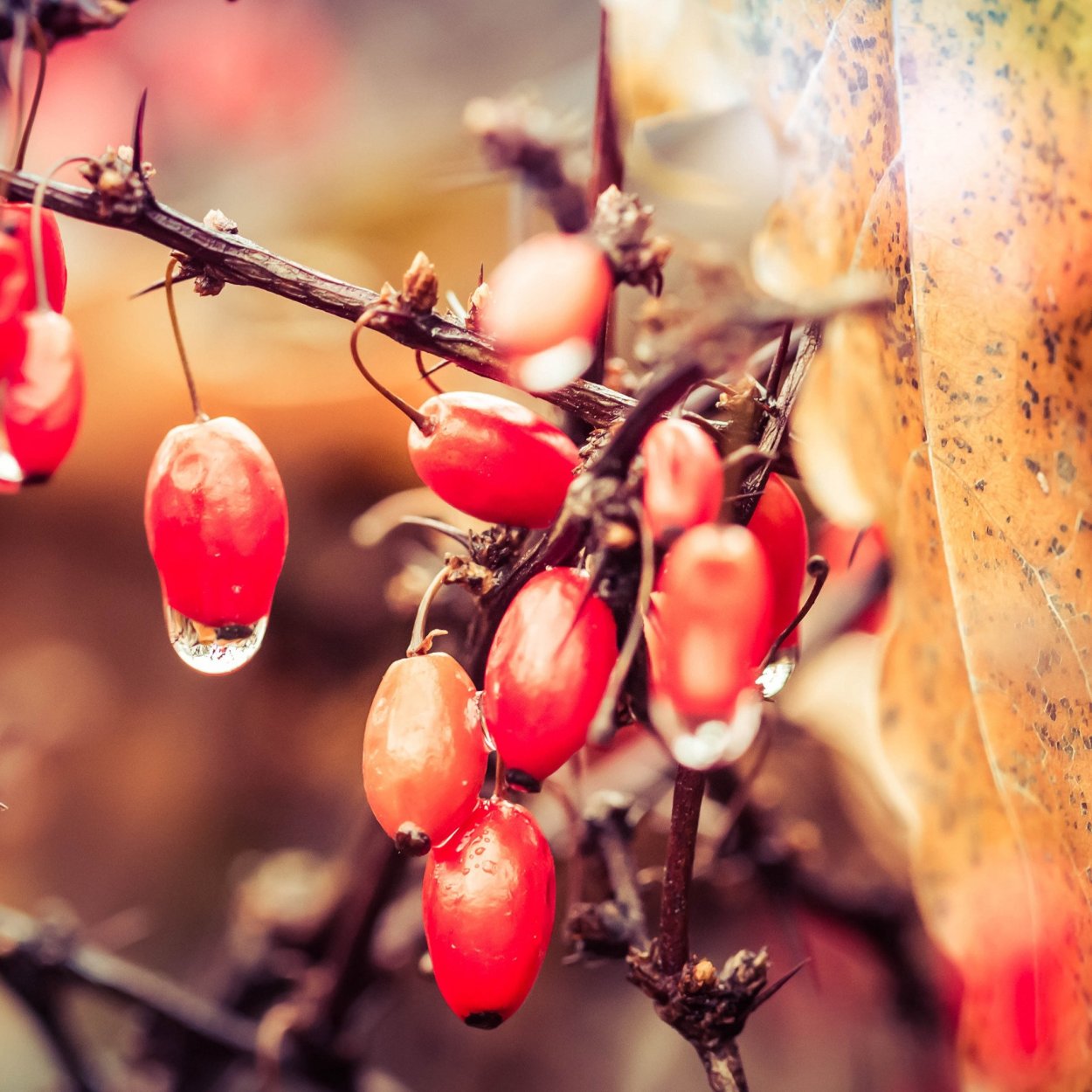 Барбарис осенью