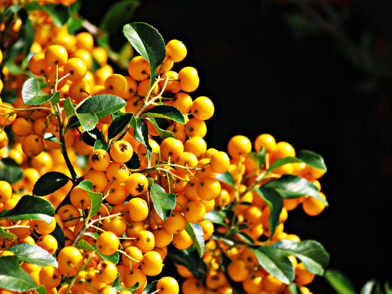 Желтый Барбарис ягоды
