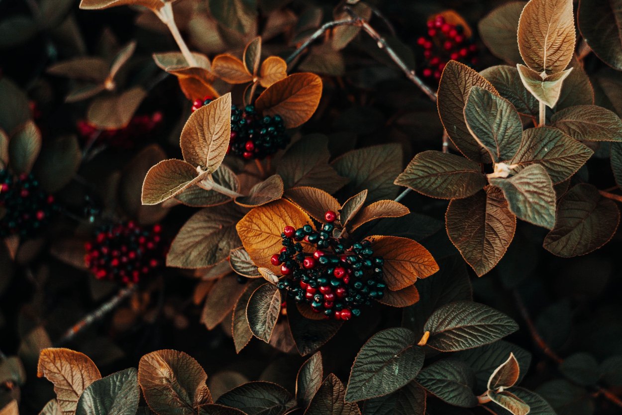 Черноплодная рябина